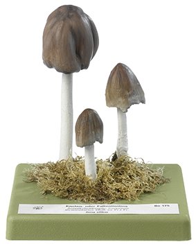 Common Inkcap Mushroom