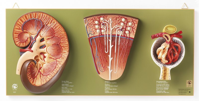 Rein, néphron et glomérule rénal
