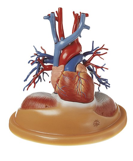 Modello da tavola di cuore