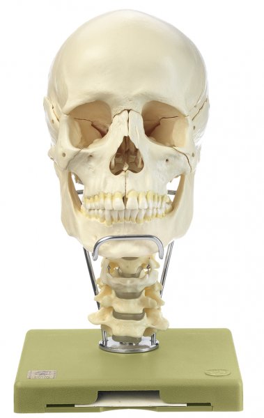18-teiliges Schädelmodell mit Halswirbelsäule und Zungenbein