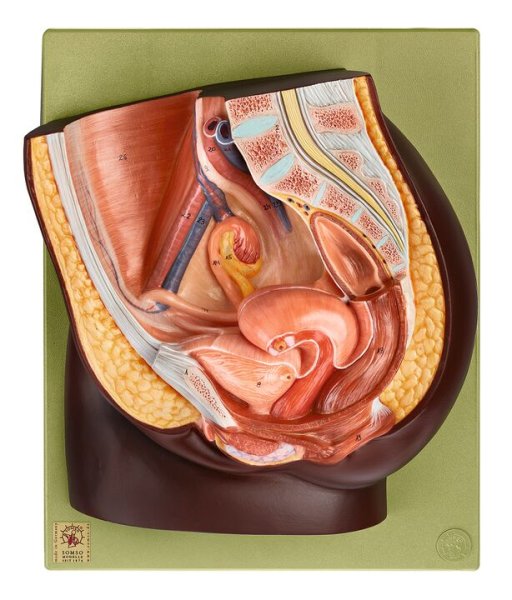 Median Section of the Female Pelvis