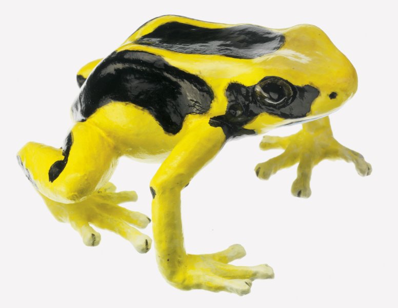 Dyeing Poison Dart Frog