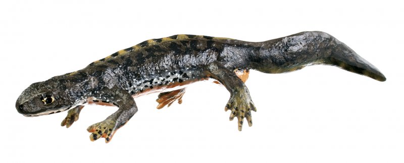 Alpine Newt