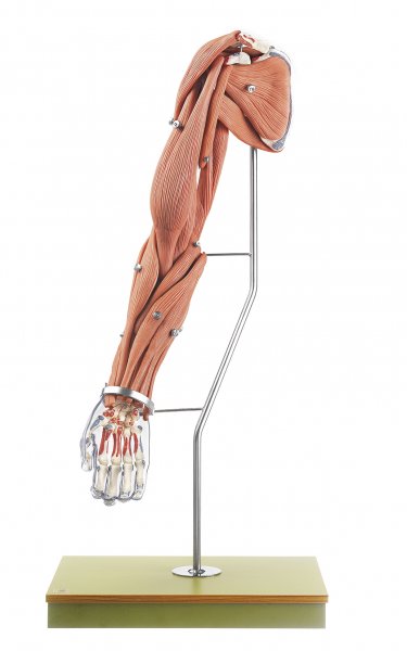 Modelo de los músculos del brazo