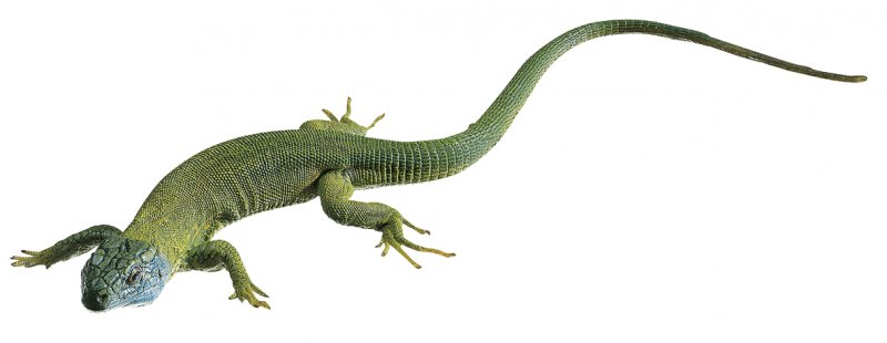 Lézard vert, mâle