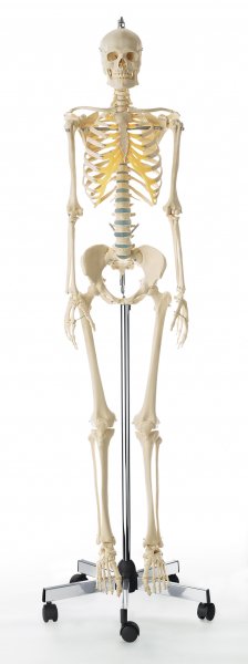 Artificial Human Skeleton