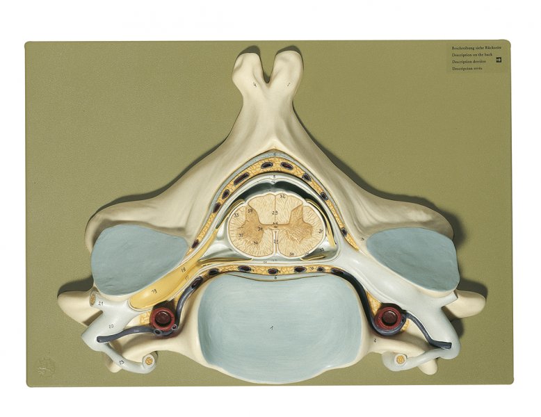 Cinquième vertèbre cervicale