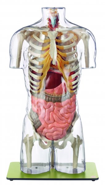 Modèle de torse transparent, sans tête