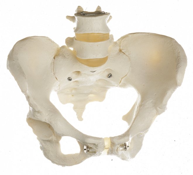 Esqueleto de pelvis femenina