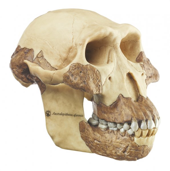 Reproduction du crâne d’Australopithecus afarensis (australopithèque de l’Afar)