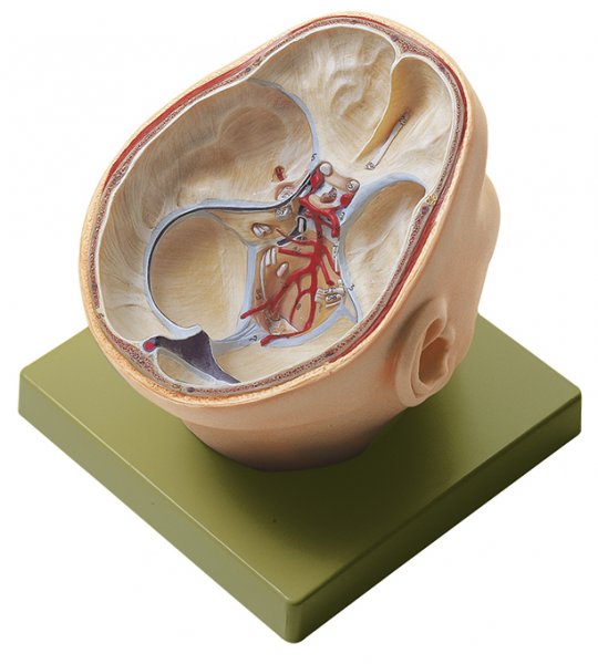 Situs of the Base of the Skull