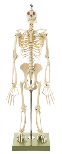 Esqueleto de chimpancé
