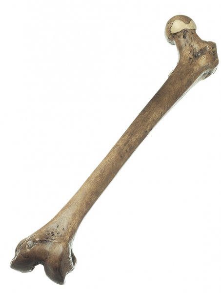 Oberschenkelrekonstruktion von Homo erectus (Trinil 3)