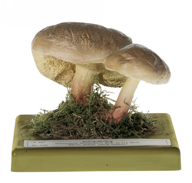 Boletus Chrysenteron