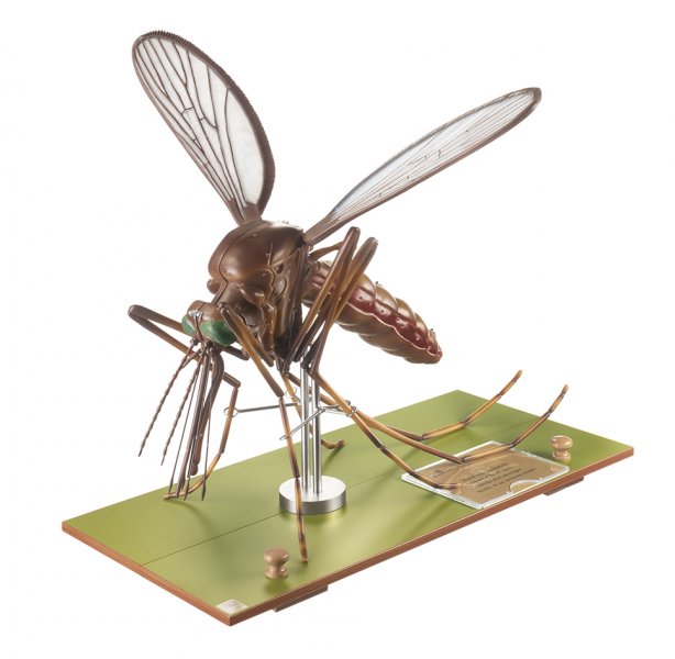 Modelo de un mosquito