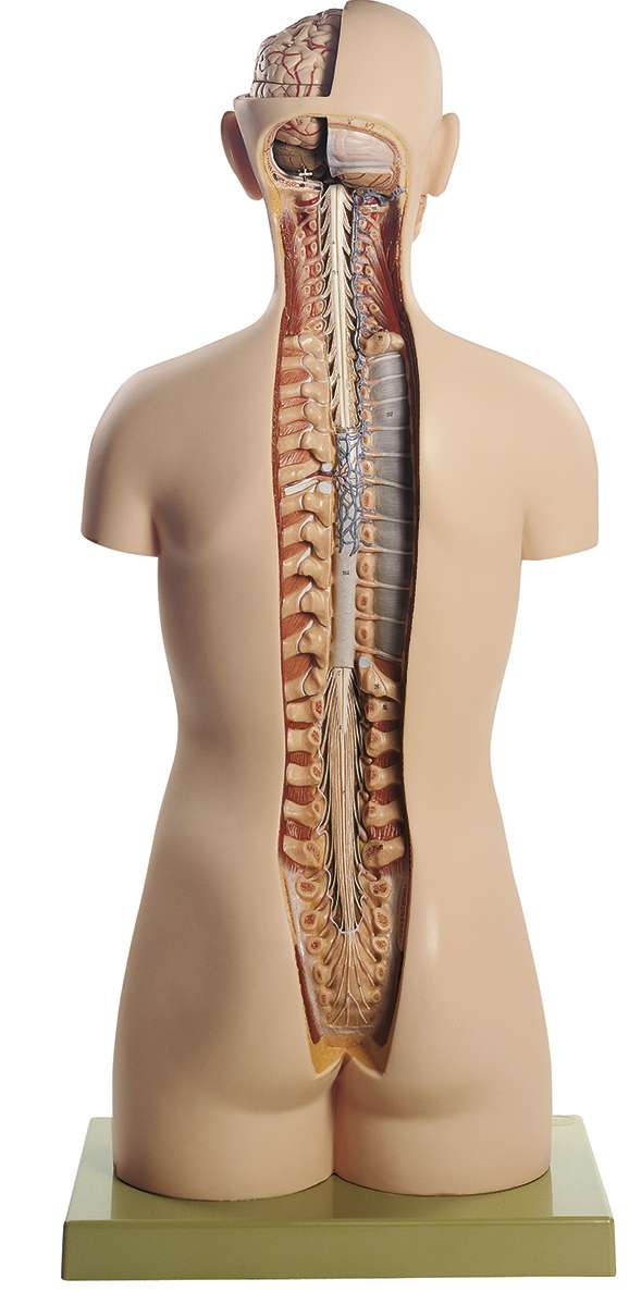 Male Torso with Head and Open Back (AS 23/1) · Anatomy models | SOMSO®