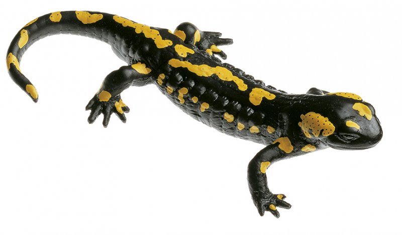 Salamandra común manchada