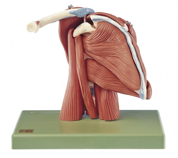 Modelo de demostración de la musculatura del hombro