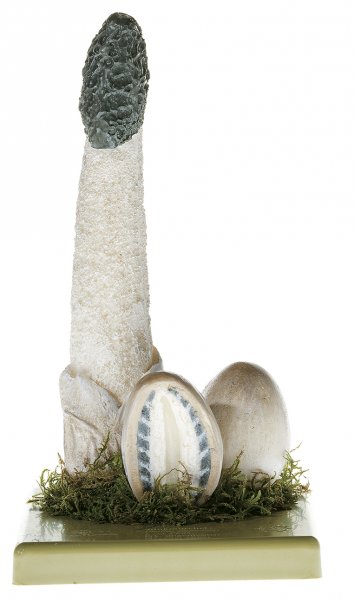 Common Stinkhorn