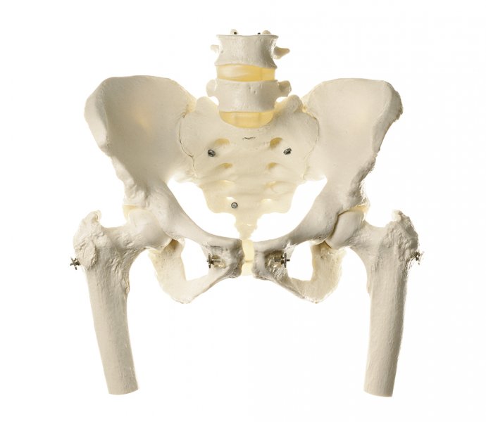 Skeleton of Female Pelvis