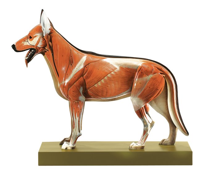 Modell eines Schäferhundes