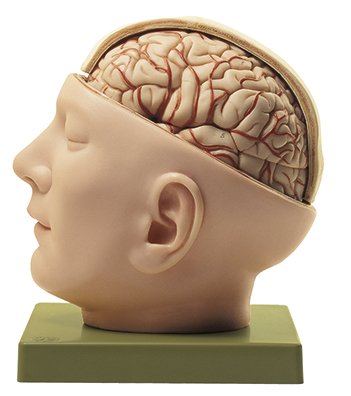Basis des Kopfes
