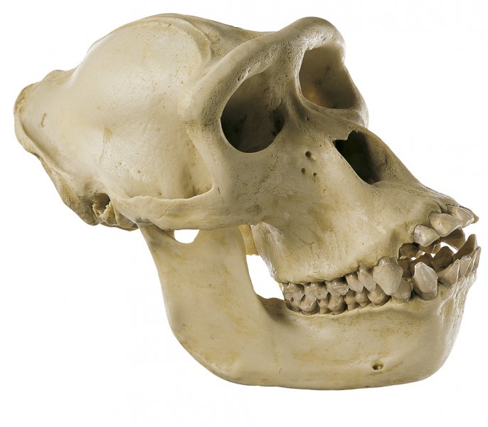 Cranio di gorilla femmina