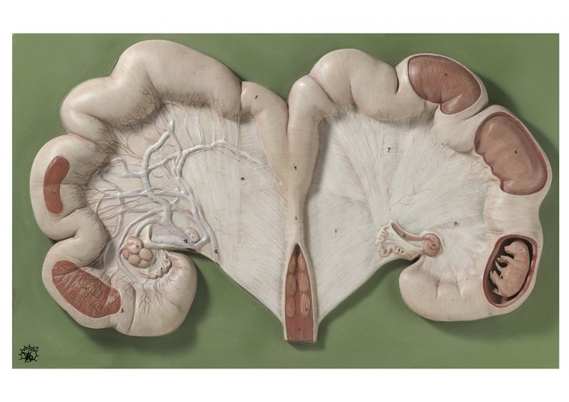 Uterus vom Schwein mit Fetus