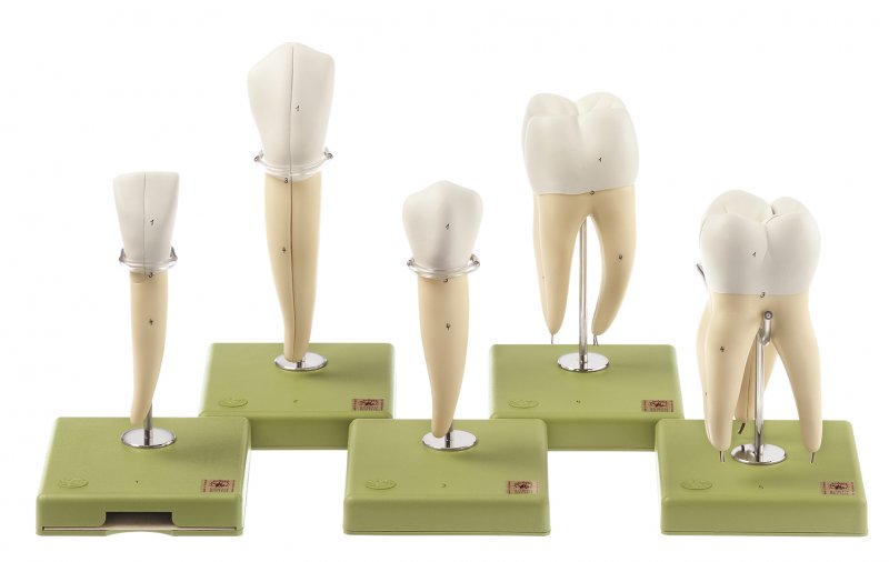 Cinq modèles de dent