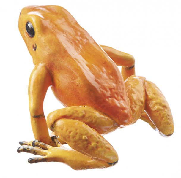 Golden Poison Frog