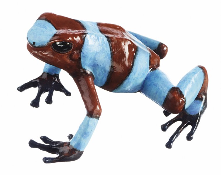 Harlequin Poison Frog