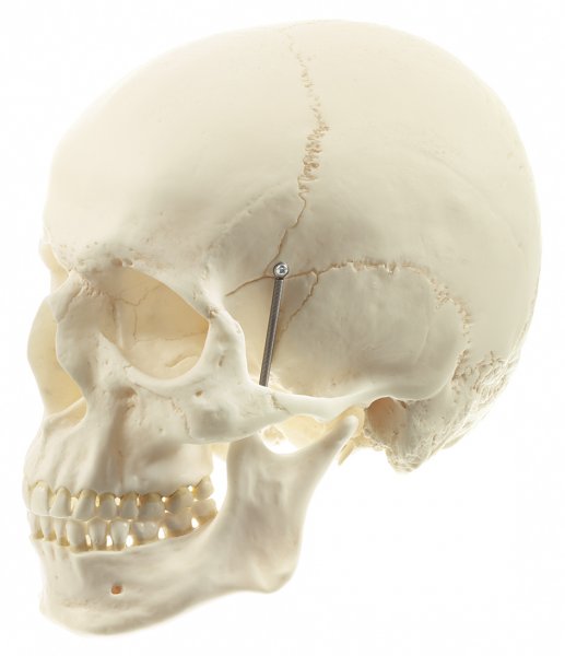 Modèle de crâne humain