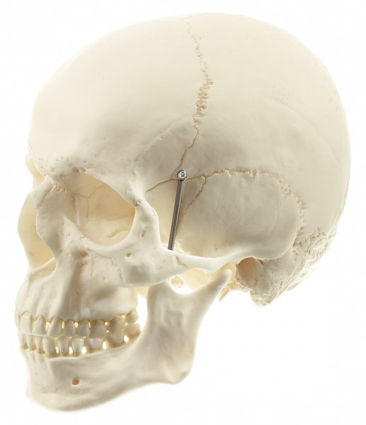 Artificial Human Skull