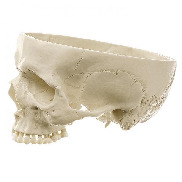 Base de cráneo artificial