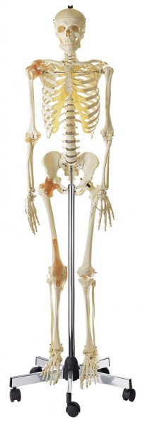 Artificial Human Skeleton