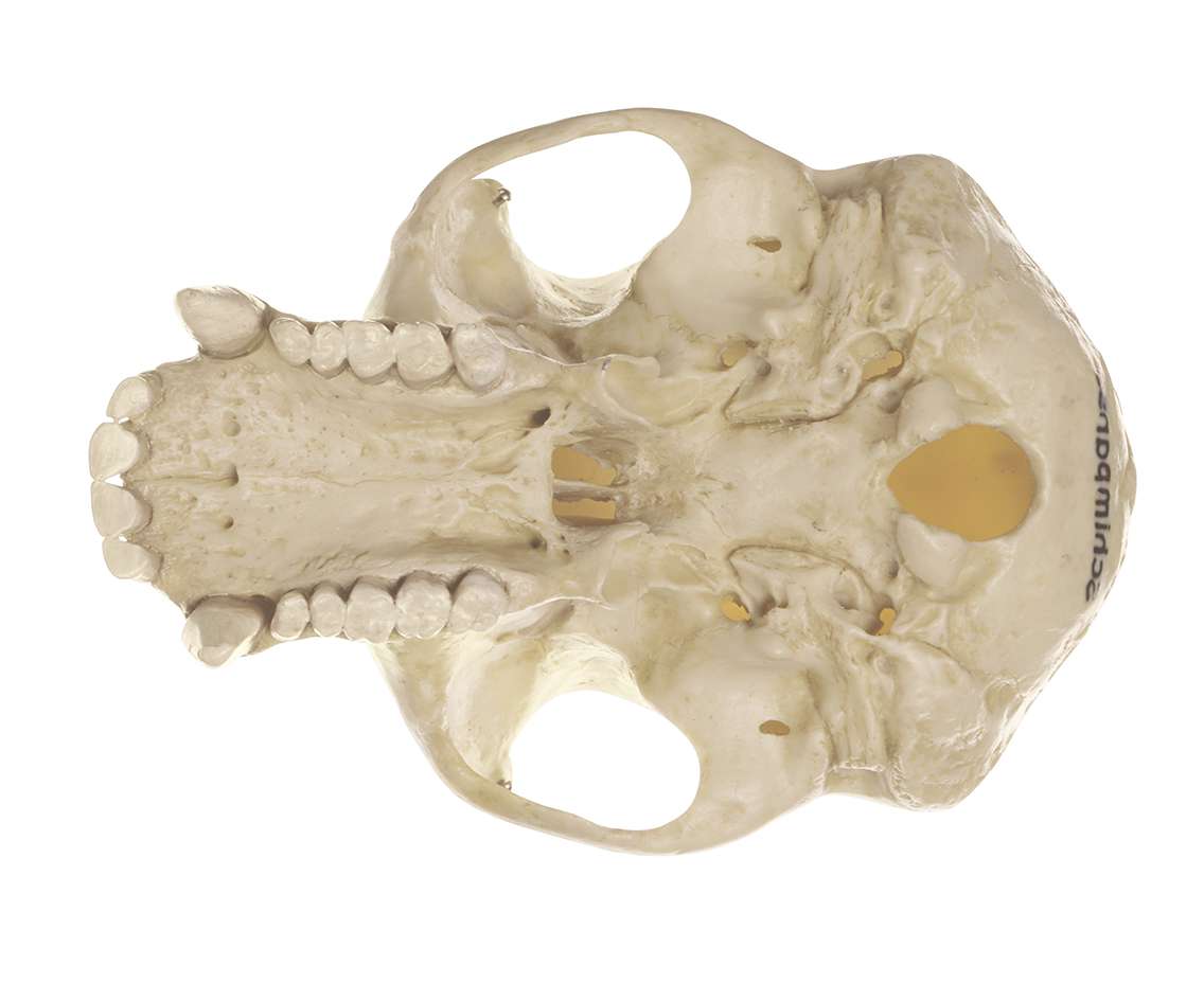 Chimpanzee Skull (ZoS 53) · Zoology models | SOMSO®