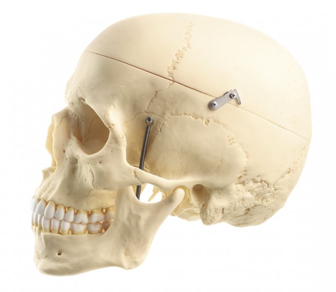 Cráneo humano artificial