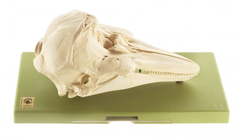 Harbour porpoise skull