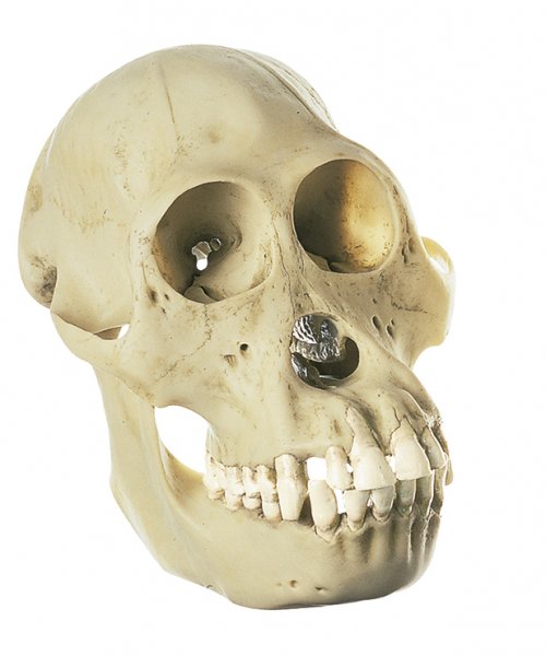 Cranio di orangutan