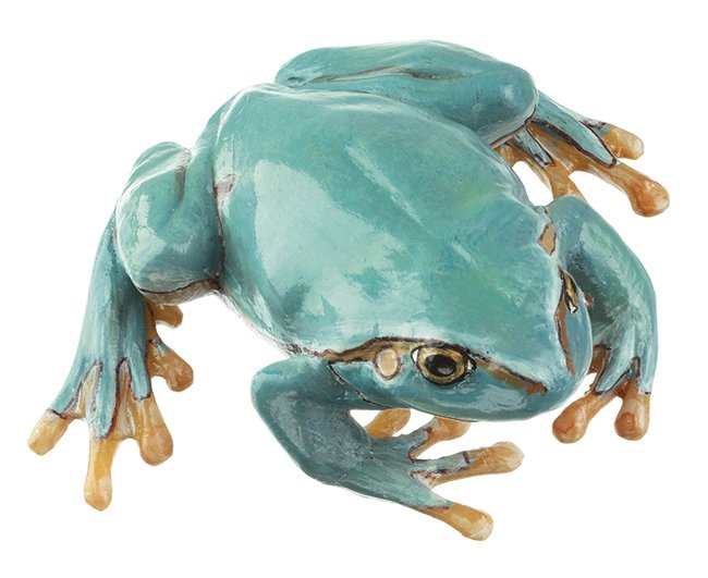 Laubfrosch, seltene hellblaue Varietät, Weibchen