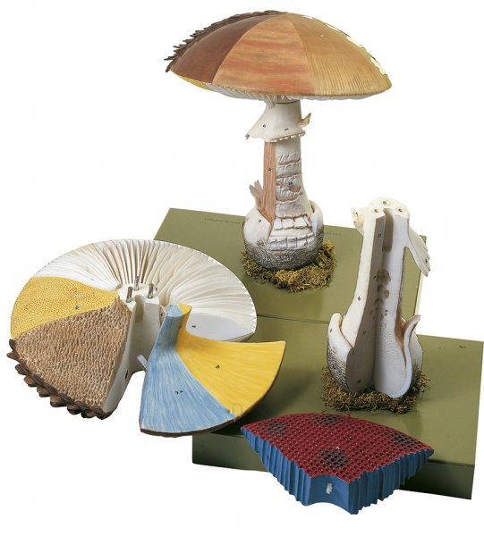 Architecture des champignons à chapeau