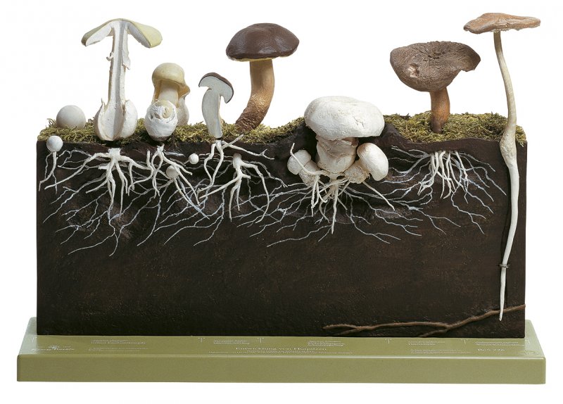 Development of Hat Fungi