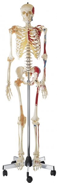 Artificial Human Skeleton