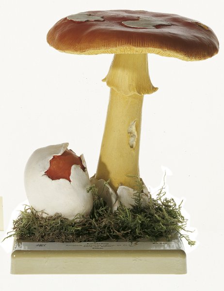 Amanita de los césares