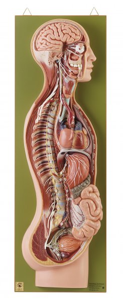 Sympathetic Nervous System