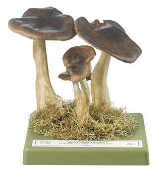 Domecap Mushroom