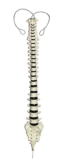 Columna vertebral sobre nailon