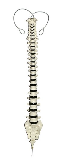 Vertebral Column