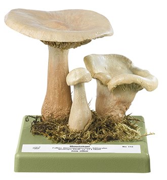 Clitocybe géotrope