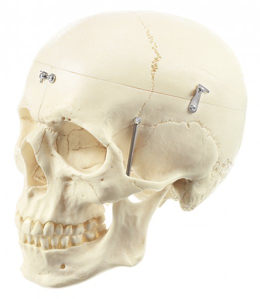 Modèle de crâne humain